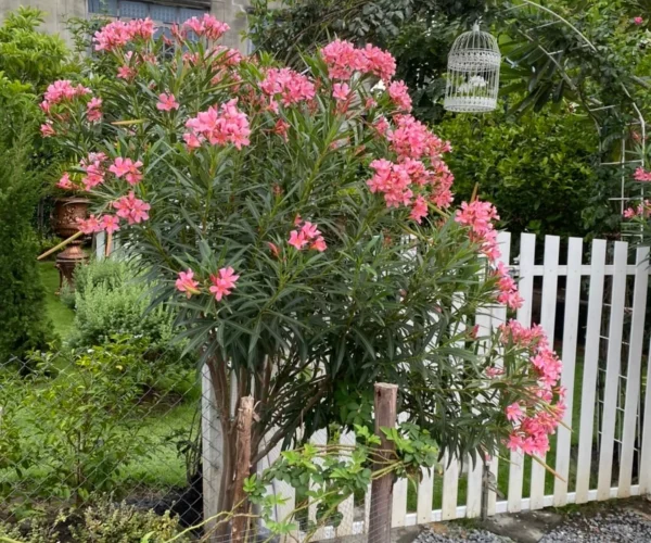 482191294_9898458830173184_4877433661407656971_n