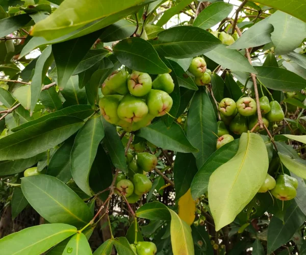 487131867_1832633287535361_6307933802855510790_n