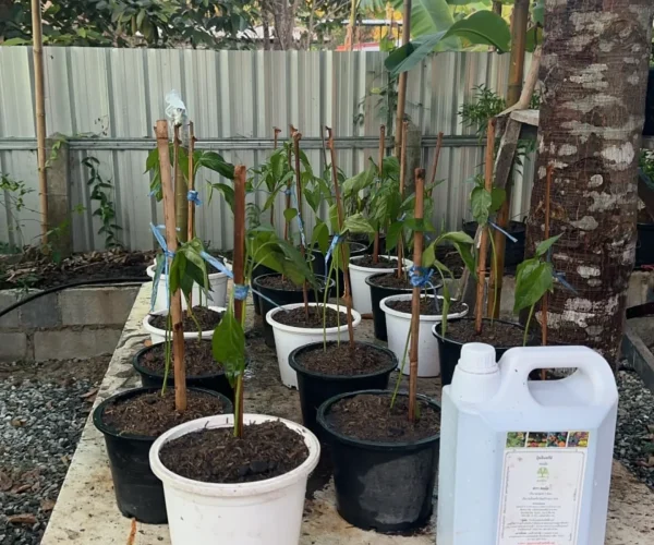 487134413_1832629457535744_2815480751351157520_n