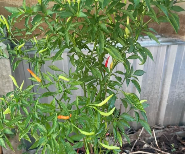 487169590_1832629167535773_7705477451635407830_n